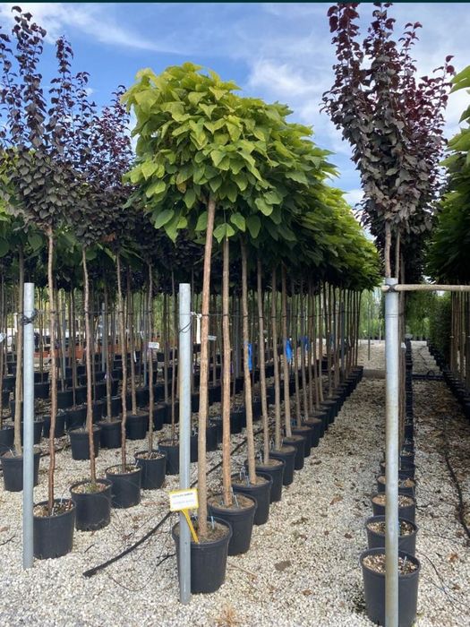 Acer Tei Platan Catalpa prunus pisardi