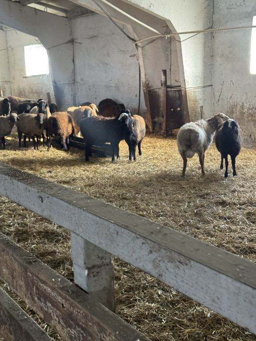 Продам кошкаров на племя