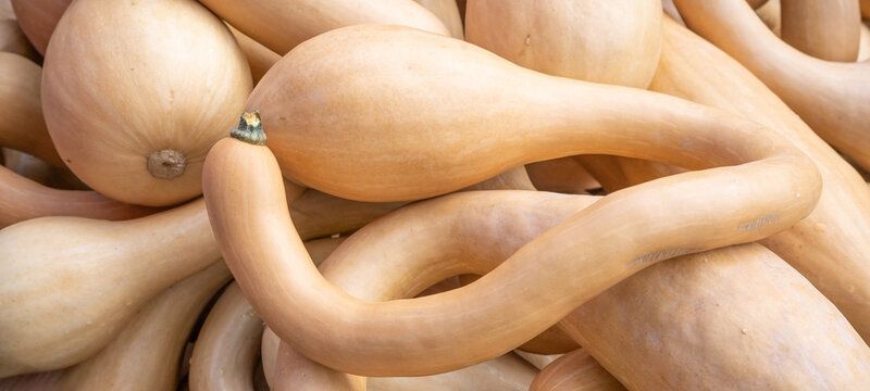 Seminte Placintar ' Zucchini Tromboncino ( 100 seminte