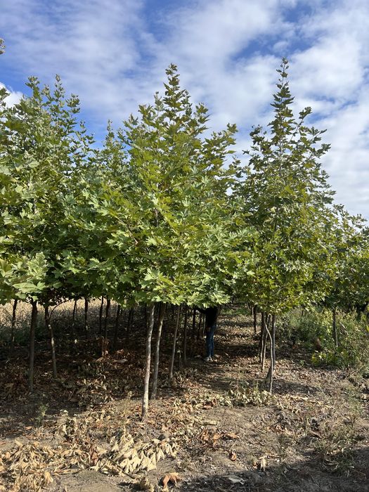 Platan englezesc 2m - 5m circumferinta 10 - 20 livram oriunde in tara