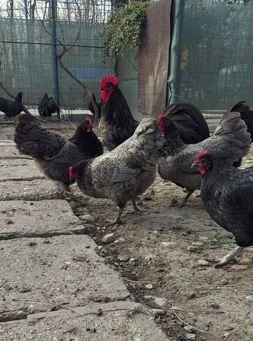 Găini australorp negru și albastru
