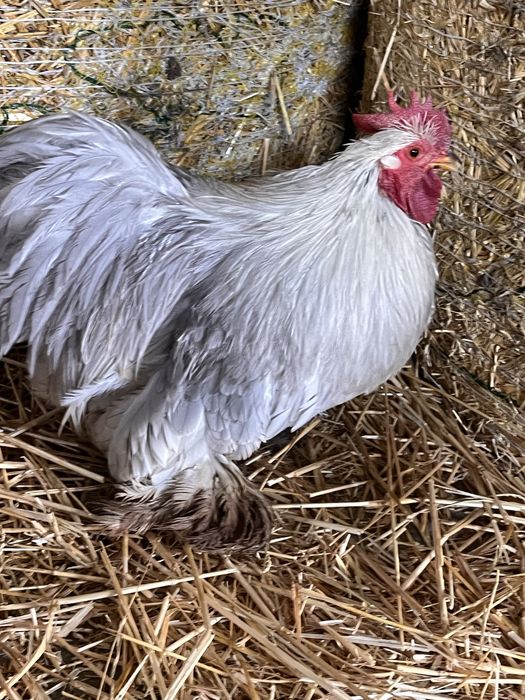 Две петлета мини кохин