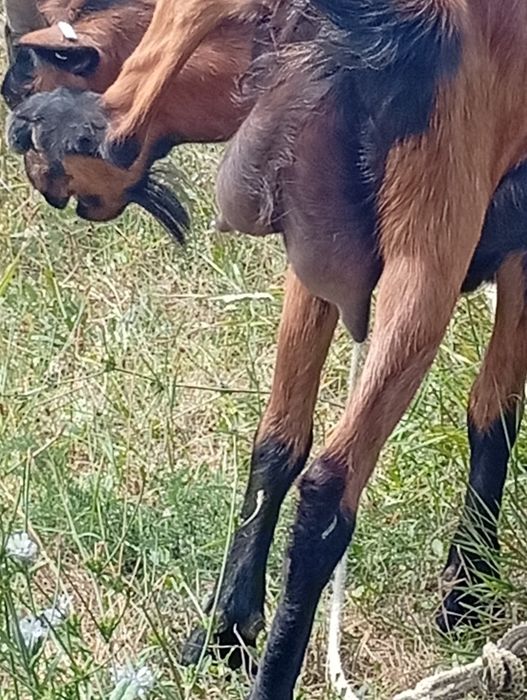 Vând capra alpina de lapte la prima fătare