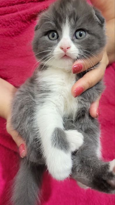 ПРОДАЮТСЯ  породистые  котята