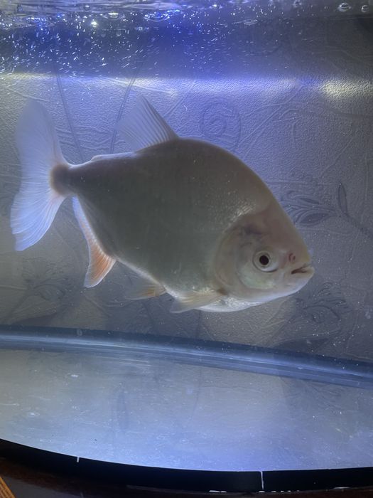 Продам Пиранья рыбку