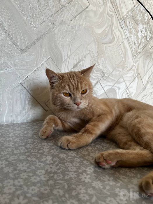 Отдадим в хорошие руки кота