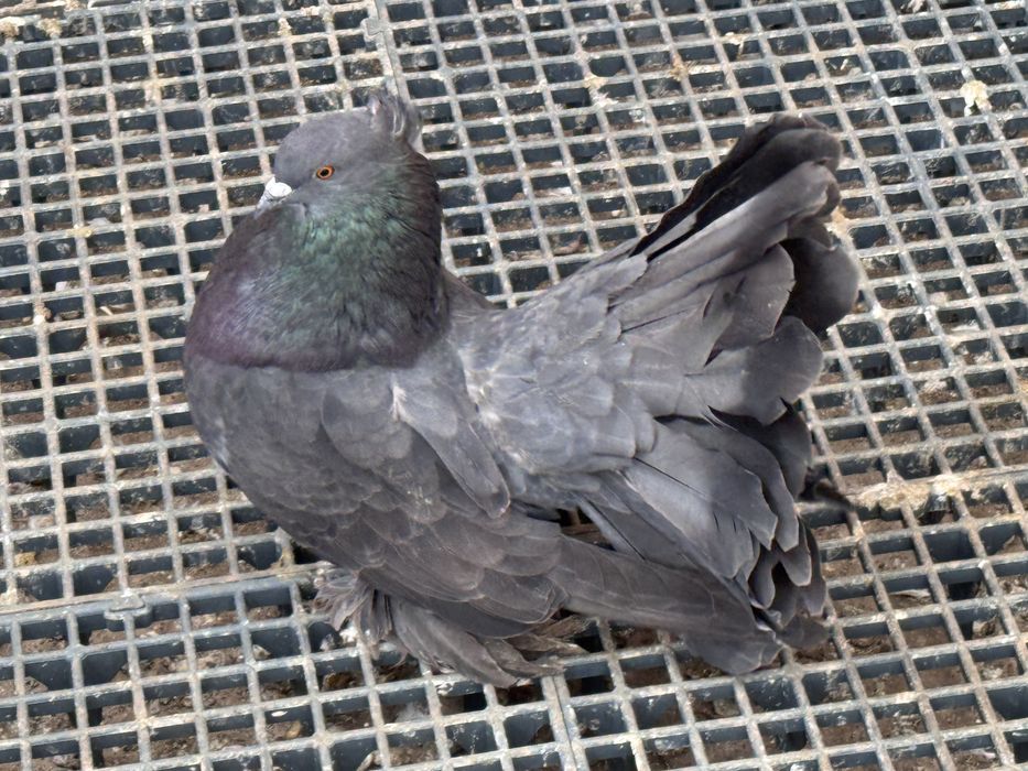 Vand 2 masculi voltat indian