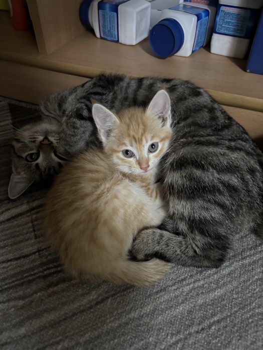 отдам котят в добрые руки!