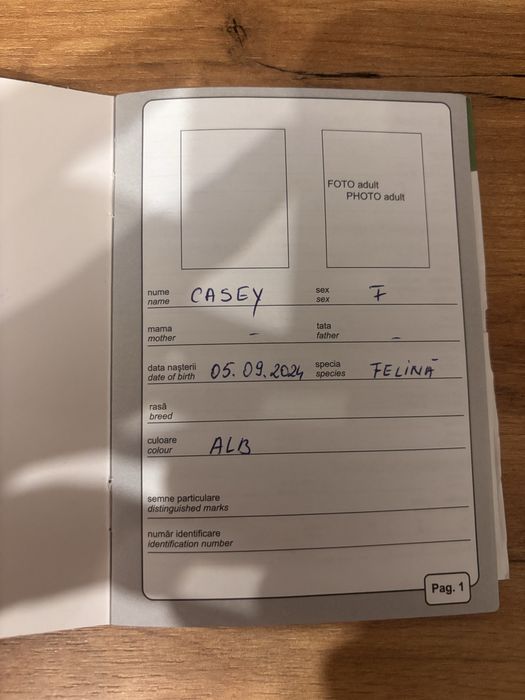 Ofer pisica alba spre adoptie!