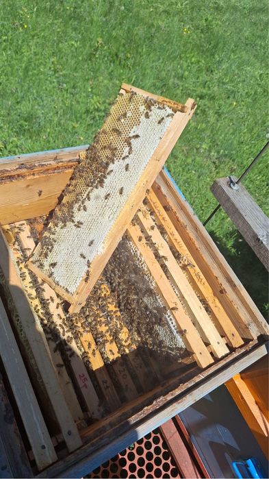 Vand 100 familii albine