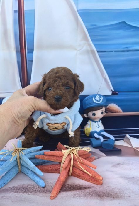 Пудел тийкъп Пудел той poodle teacup момче