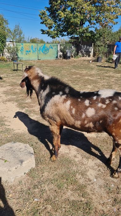 Tap anglonubian cu pedigrie