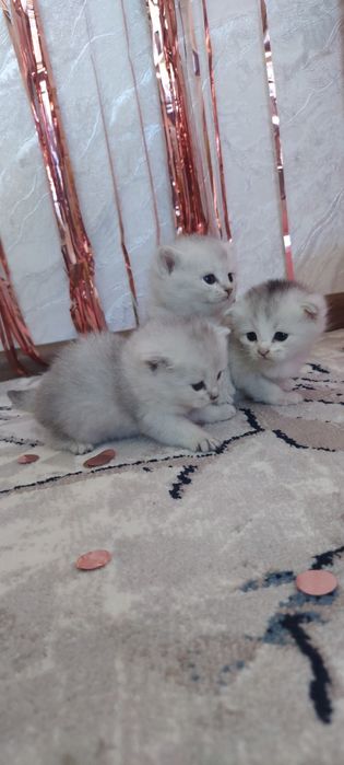 Vslouxiy serebristaya shinshilla