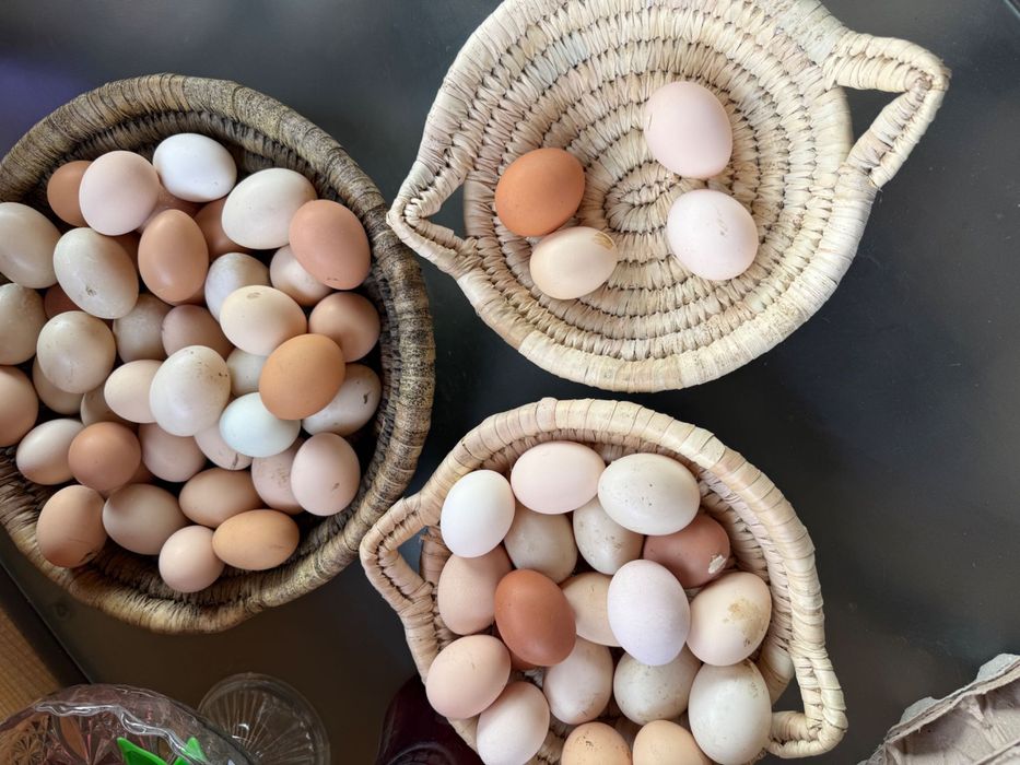 Oua de gaina si rata