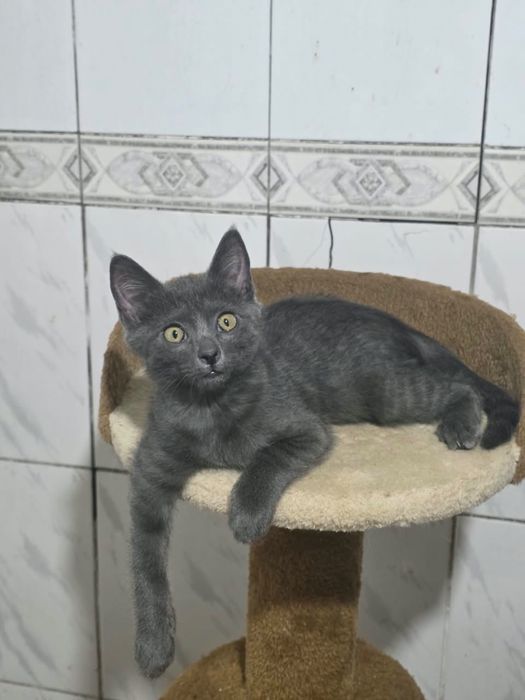 Отдаем котенка (кошка)