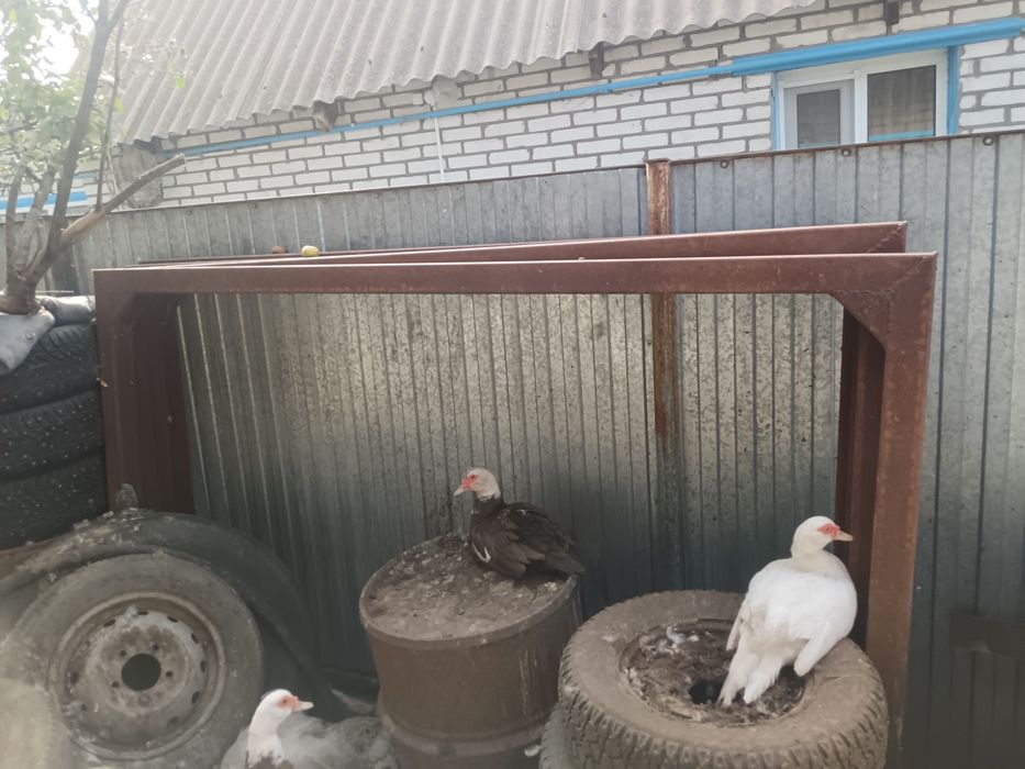 Продам конники ...