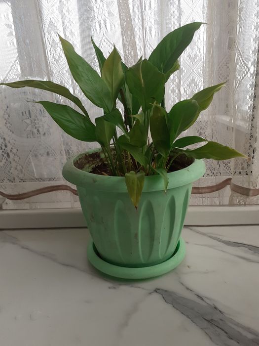 Продам комнатные растения, цветы.