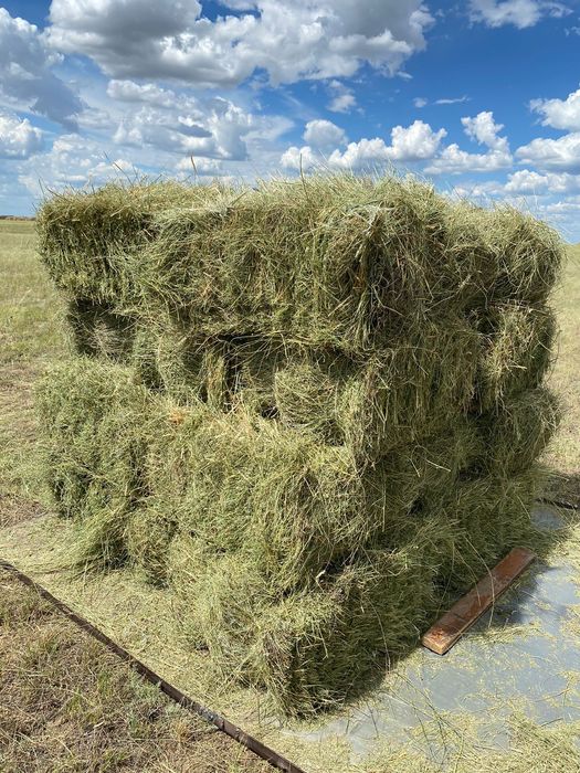 Продам сено житняк