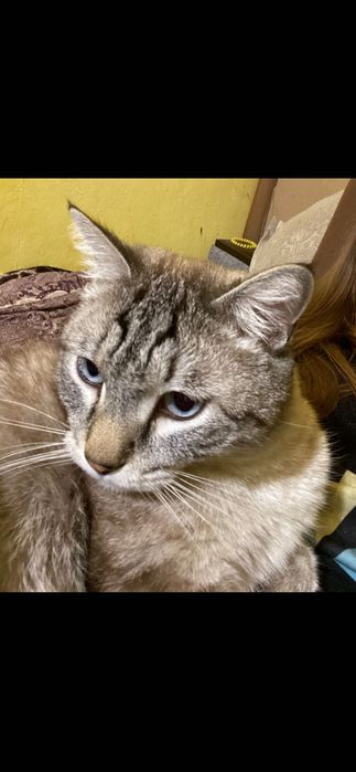 Пропал кот Алматы