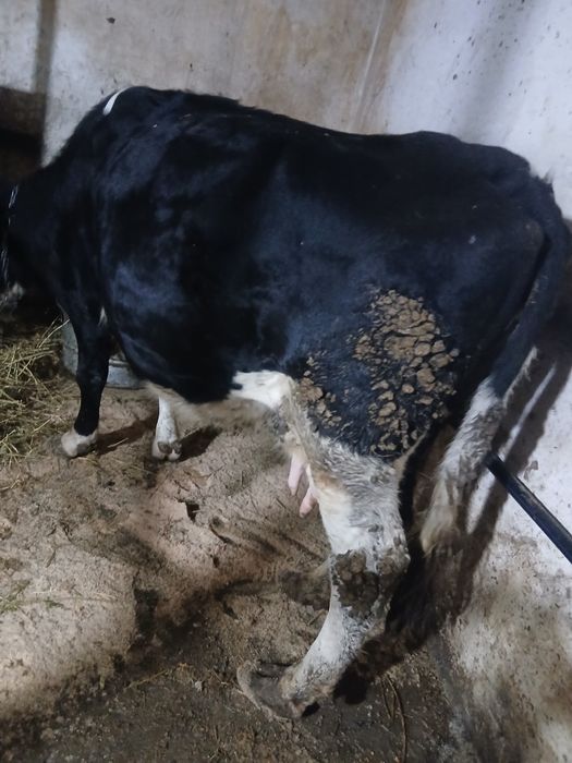 Vând 2 vaci cu lapte