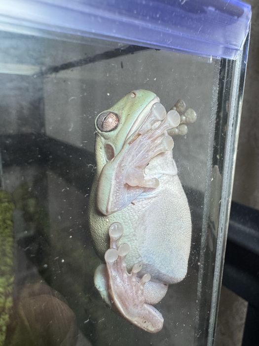 Продам австралийская квашка