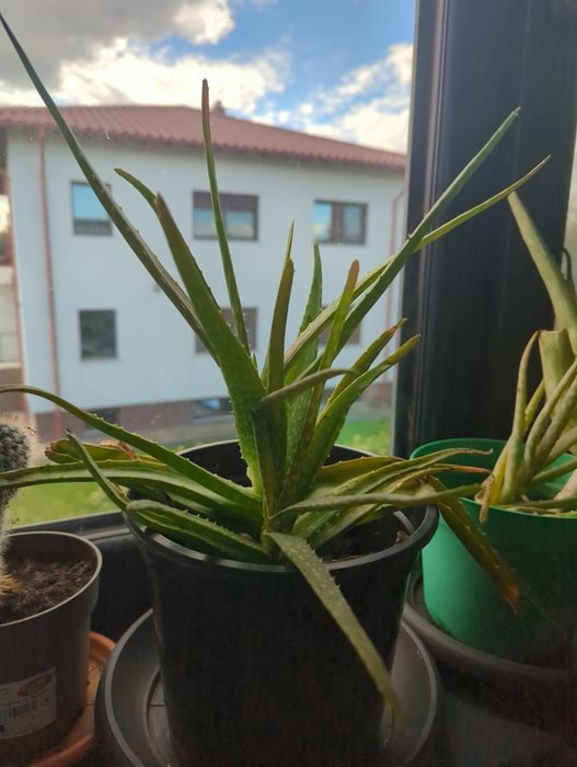Plante aloe vera