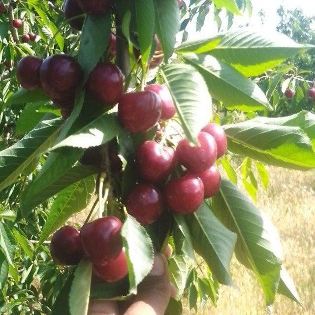 Svet aryana Samet Magigon Lapens jaentret eng yangi GILOS sortlari bor