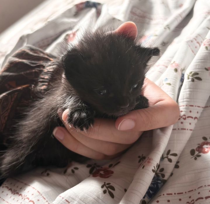 Продаётся чёрный котёнок Милый котёнок в хорошие руки