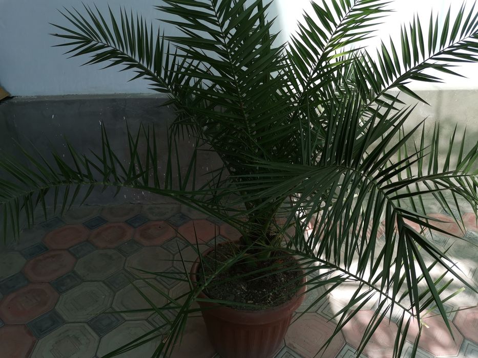 Honaki gullar, har-xil assortida