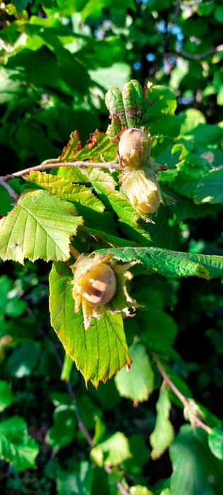 Продам дачу, район Телецентра СО "Кристалл"