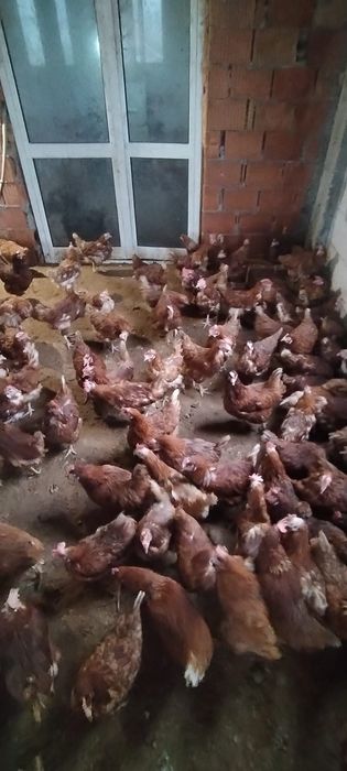 Vând găini tinere la sol - Livrare la domiciliu inclusă
