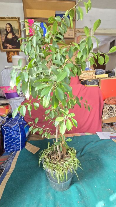 Цветы комнатные, фикус и пр