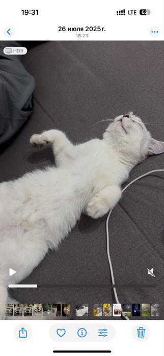 Шотландская прямоухая