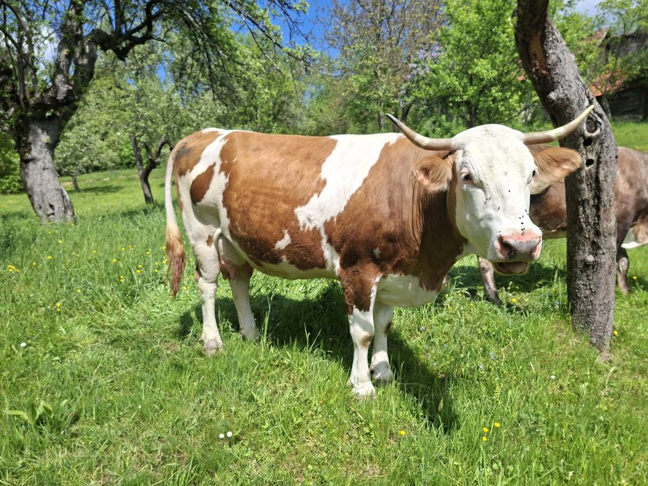 Vaci de vânzare Bran