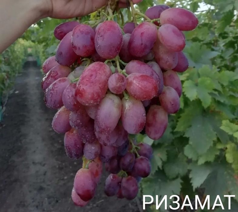 Саженцы винограда «Ризамат»