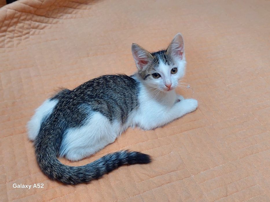 Котёнок девочка бесплатно