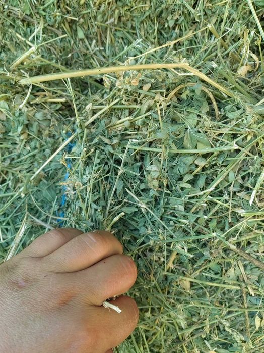 Продавам чиста люцерна