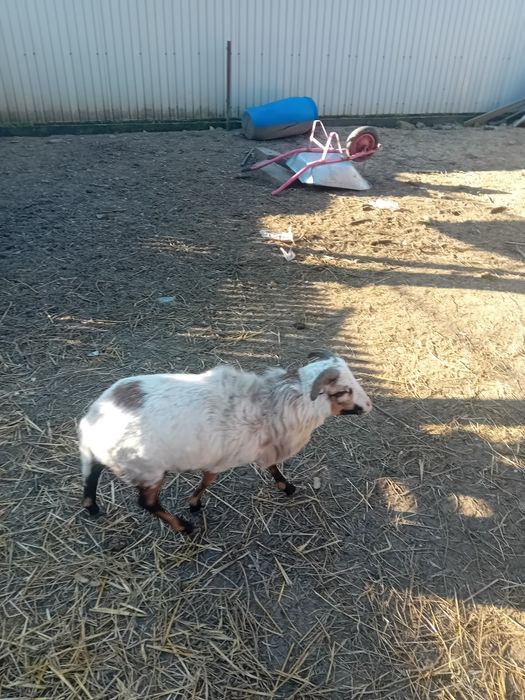 Vand sau schimb berbec de camerun