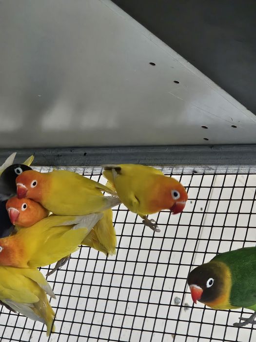 Pui papagali Agapornis si Calugar Crescuti sau pentru a fi crescuti la seringa
