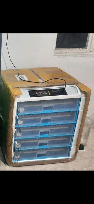 Инкубатор 500 жумыртка кетеді