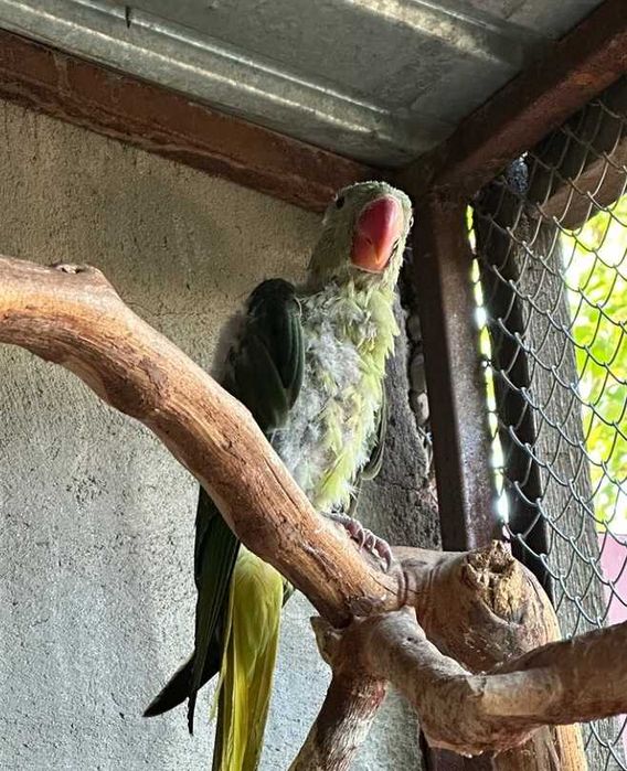 Продаются попугаи