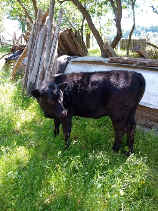 Vitea Angus vârsta 4 luni