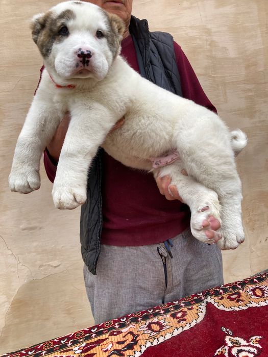 Щенок Алабая ( супер Гигант ) чистокровный