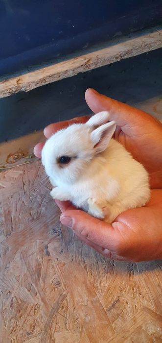 Iepurasi pitici de companie