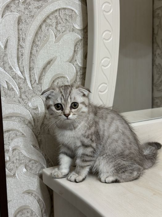 Sotiladi: Scottish Fold  mushukcha