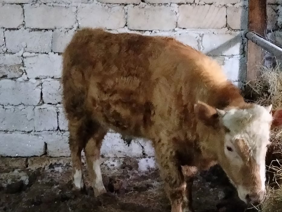 Продам бычка 1.5 годика