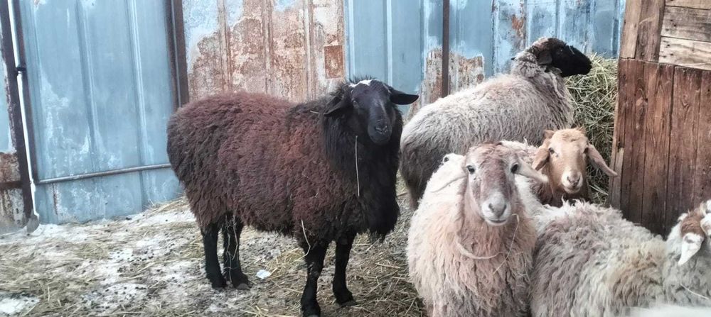 Крупный баран курдючный