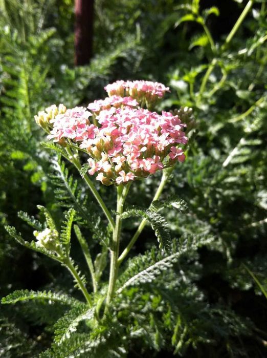 почвенно-покровные растения- лютик,тысячелистник,живучка