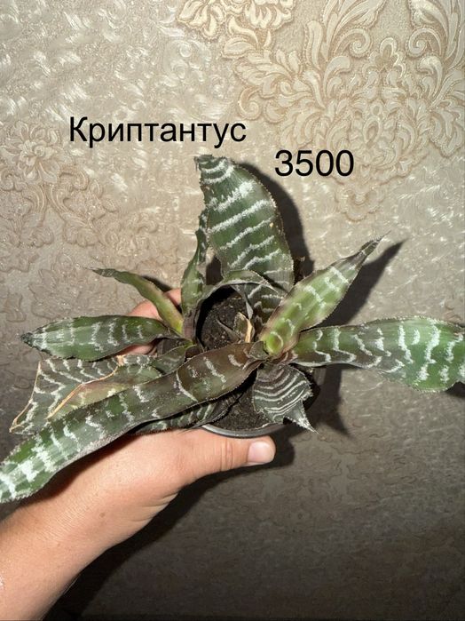 Панданус Криптантус,КРАССУЛА ГОЛЛУМ ,Монстера,Хойя,Сингониум