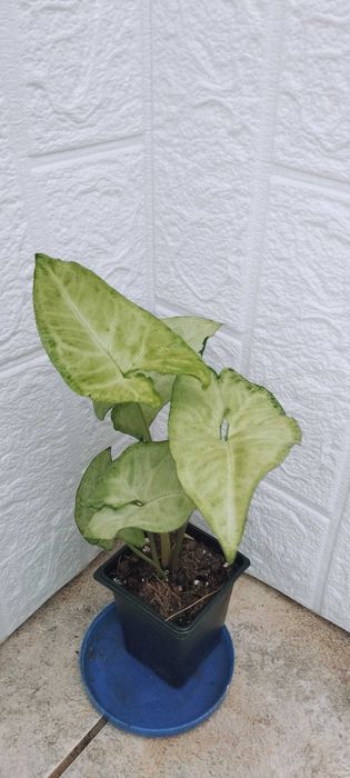 Цветя за продажба!